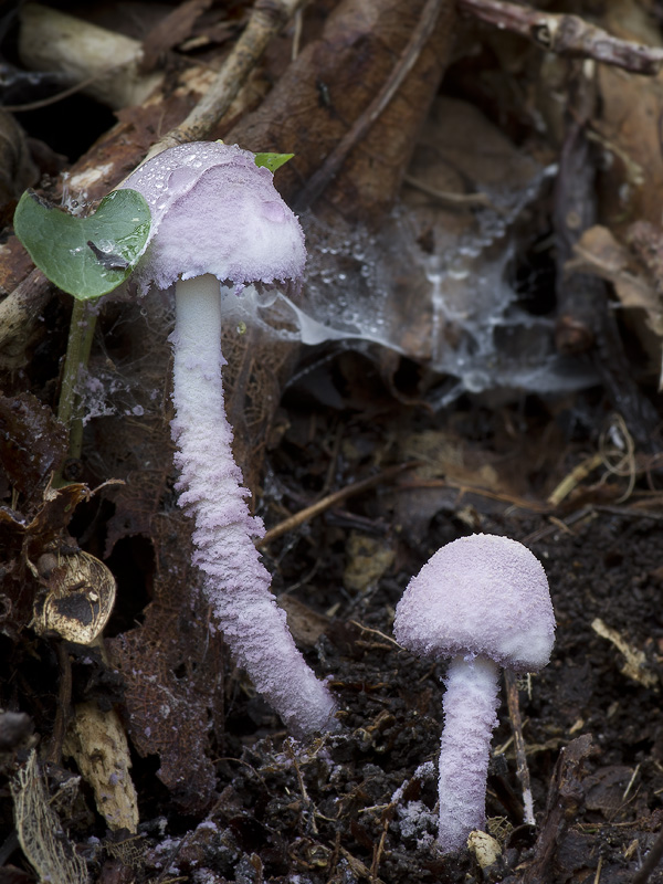 Cystolepiota bucknallii